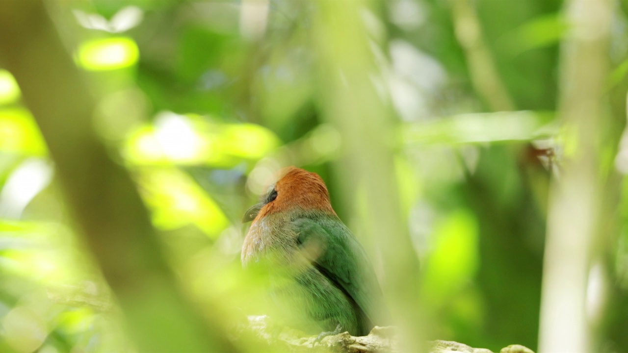 Broad-billed Motmot、巴拿马视频素材