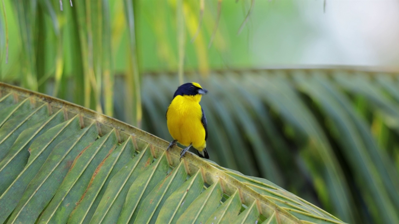 黄冠euphonia、巴拿马视频素材