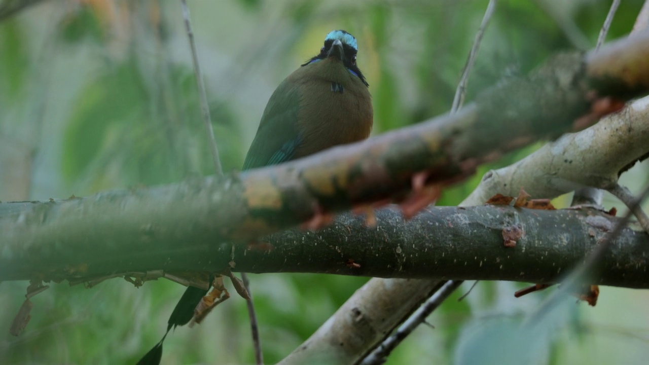 哄抬Motmot、巴拿马视频素材