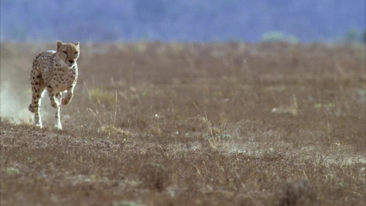 印度豹在草丛中快速奔跑视频素材