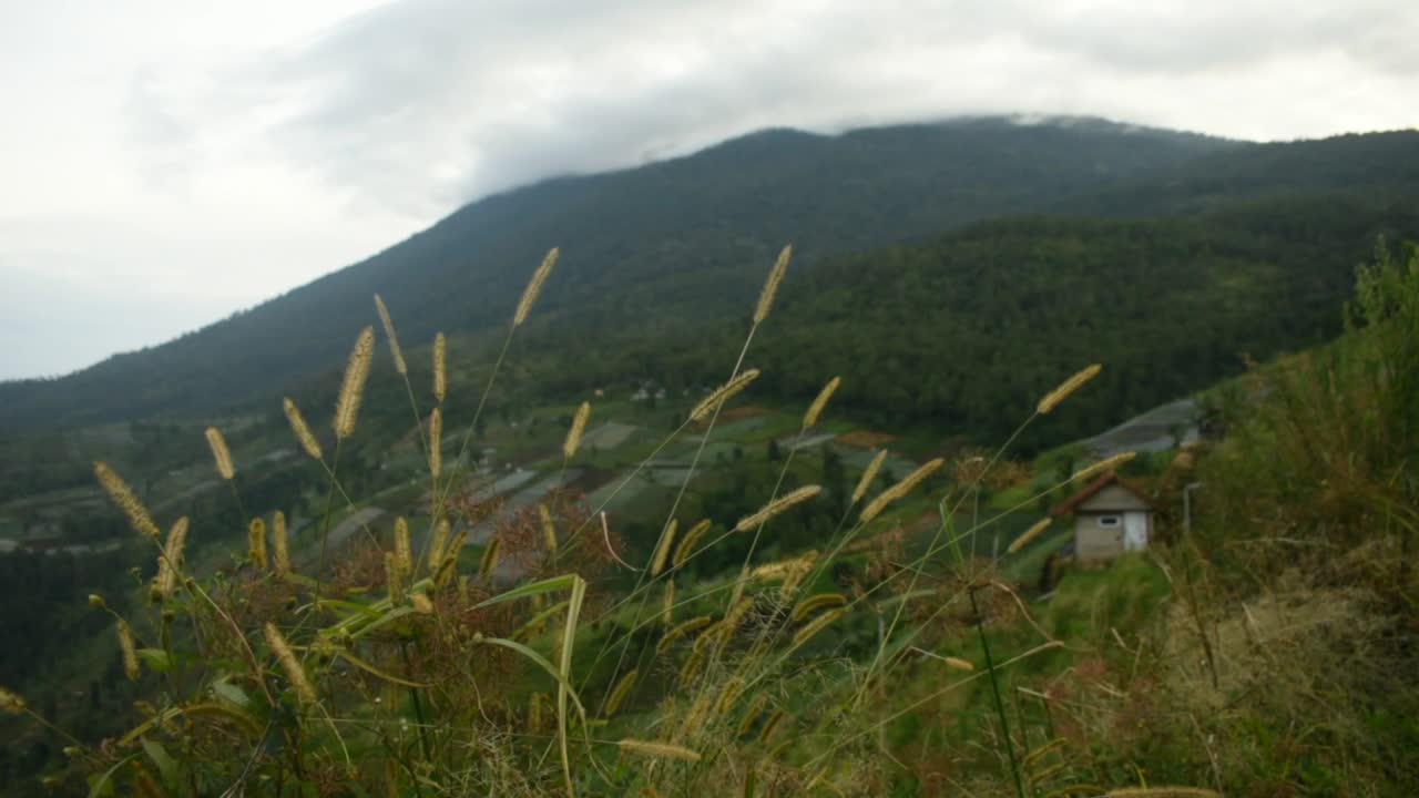 在山上随风飘荡的草视频素材