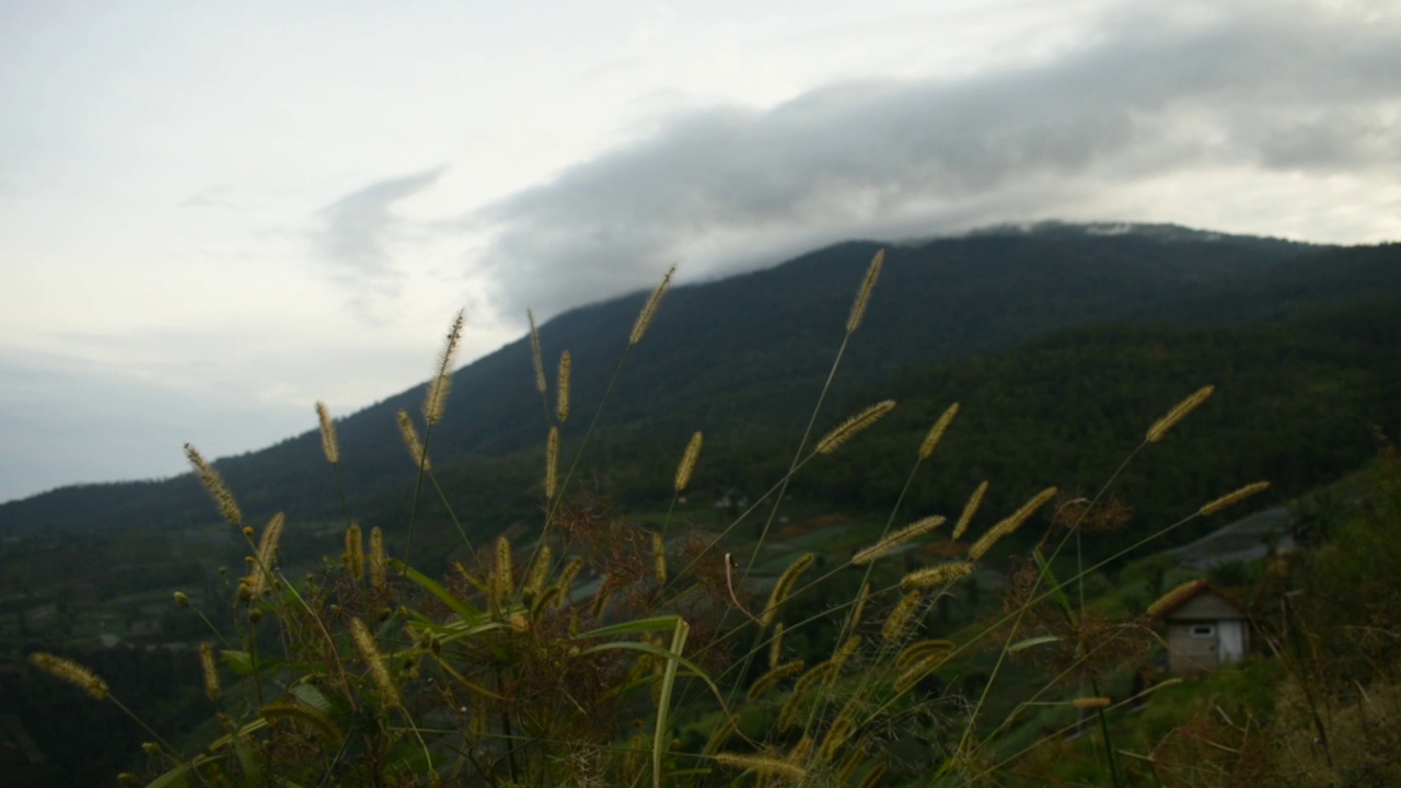 在山上随风飘荡的草视频素材