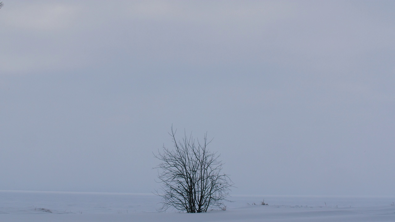 冰雪覆盖的波罗的海上的一棵树的冬季景观视频素材