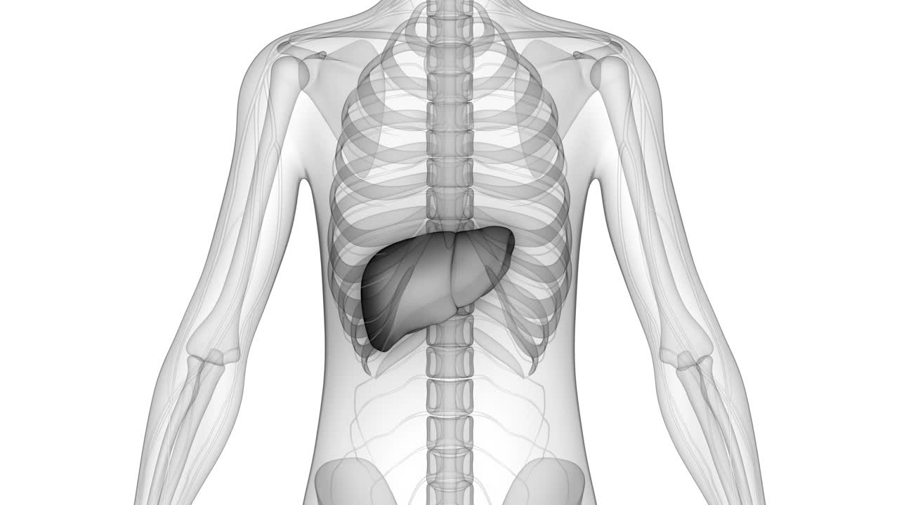 人体内部消化器官肝脏解剖动画概念视频素材