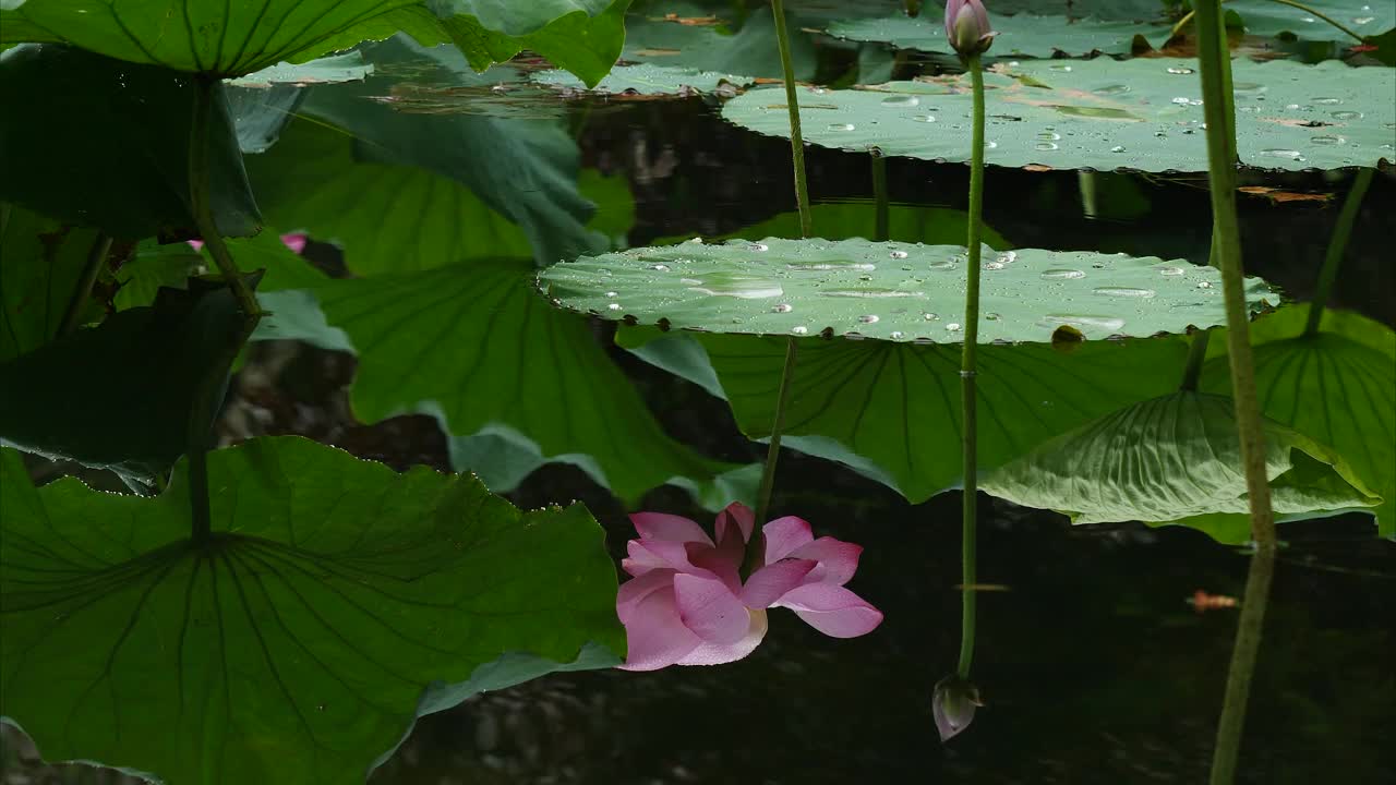 池塘里美丽的粉色荷花，从水中的倒影移动到盛开的花朵，4k镜头，倾斜视频。视频素材