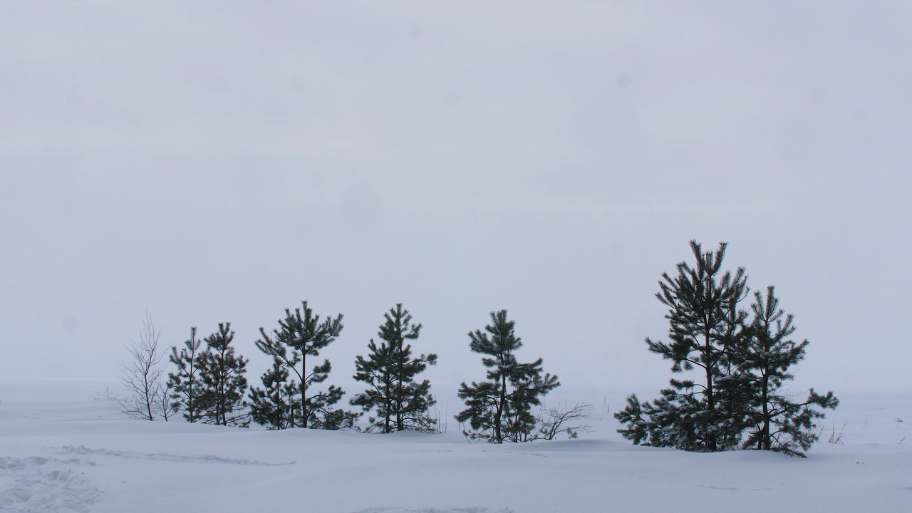 雪中种了几棵小松树视频素材