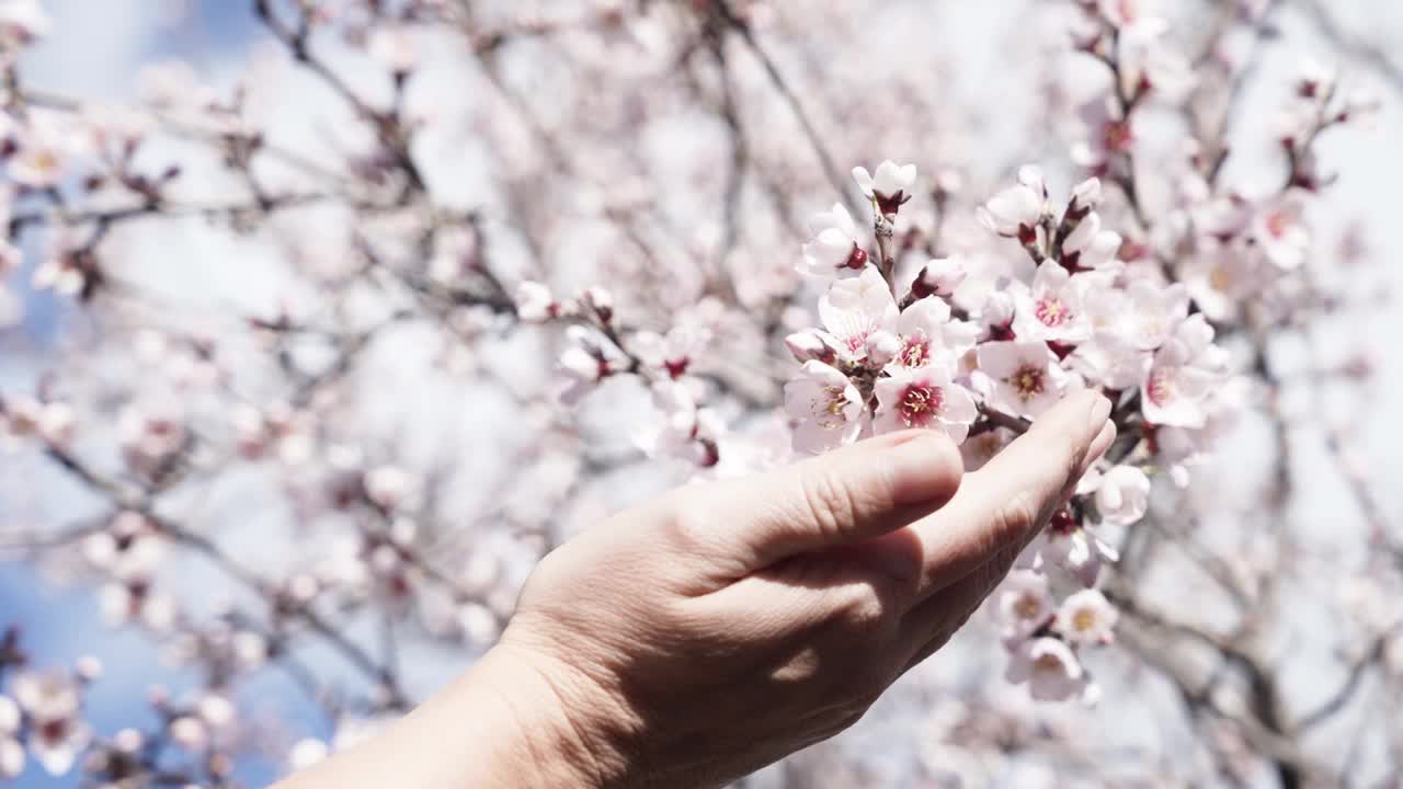 杏花花园视频素材