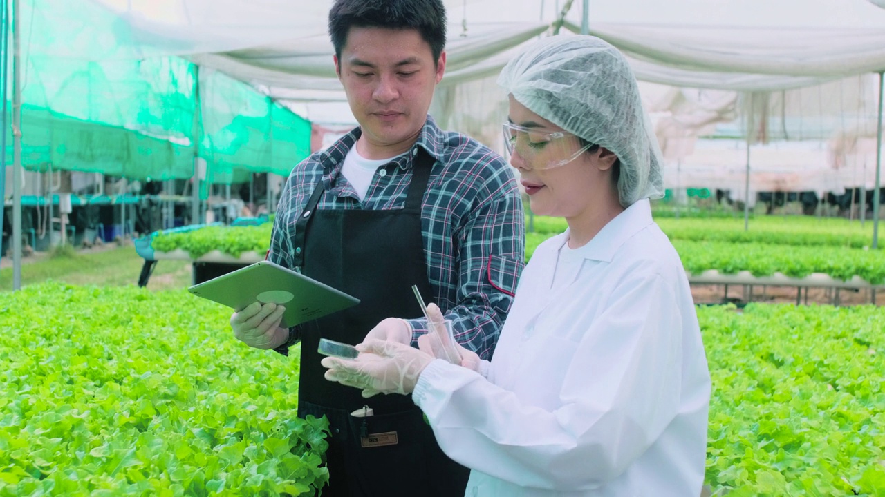 亚洲科学家和聪明的园丁一起在种植园的温室工作。清洁食品与食品科学理念。视频素材