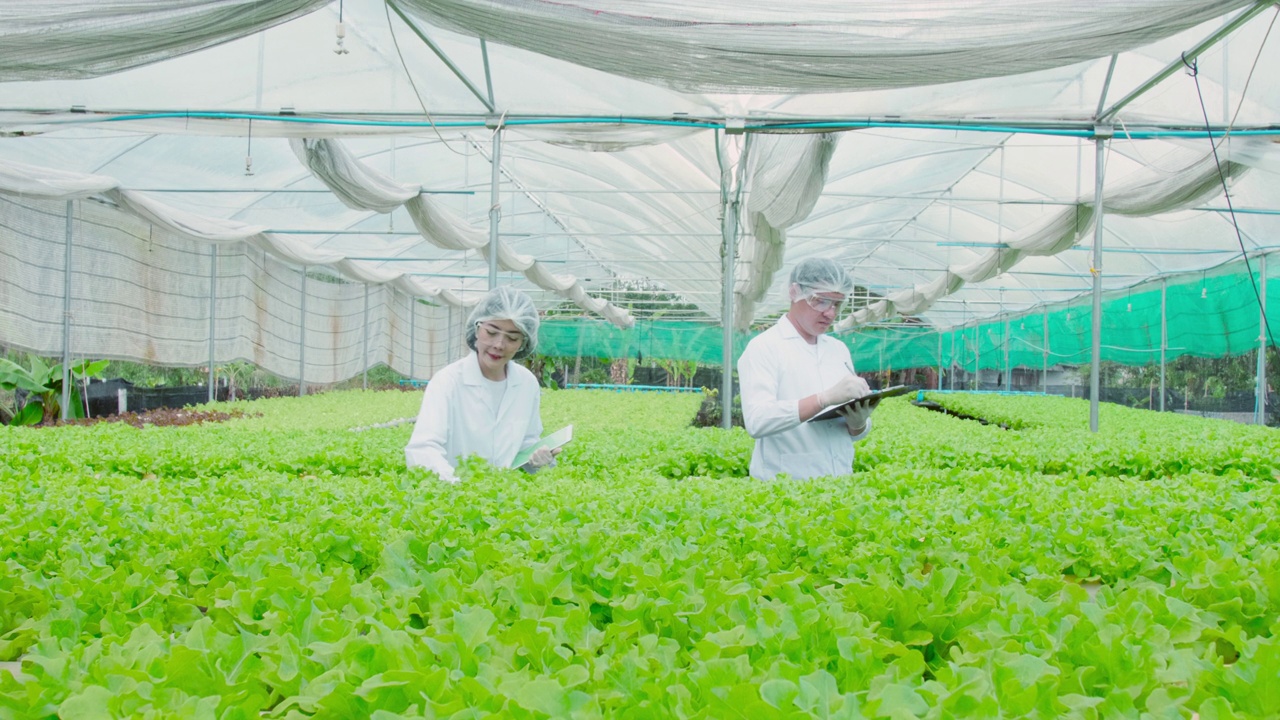 亚洲科学家和聪明的园丁一起在种植园的温室工作。清洁食品与食品科学理念。视频素材