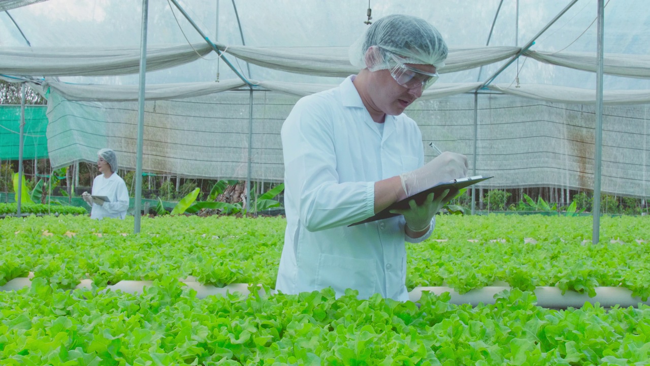 亚洲科学家和聪明的园丁一起在种植园的温室工作。清洁食品与食品科学理念。视频素材