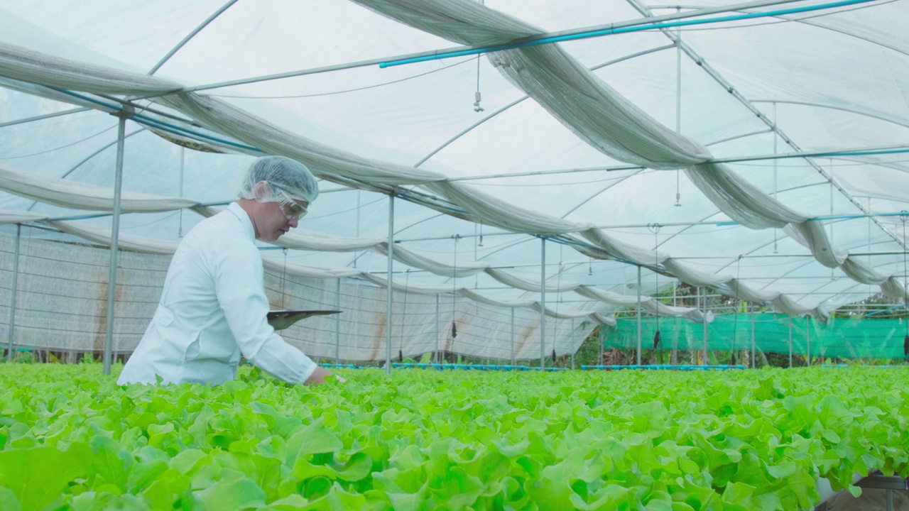 亚洲科学家和聪明的园丁一起在种植园的温室工作。清洁食品与食品科学理念。视频素材