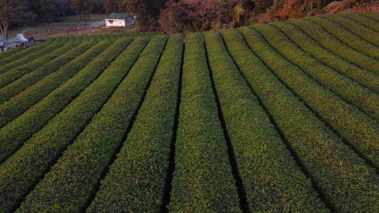 无人机拍摄的绿茶田视频素材