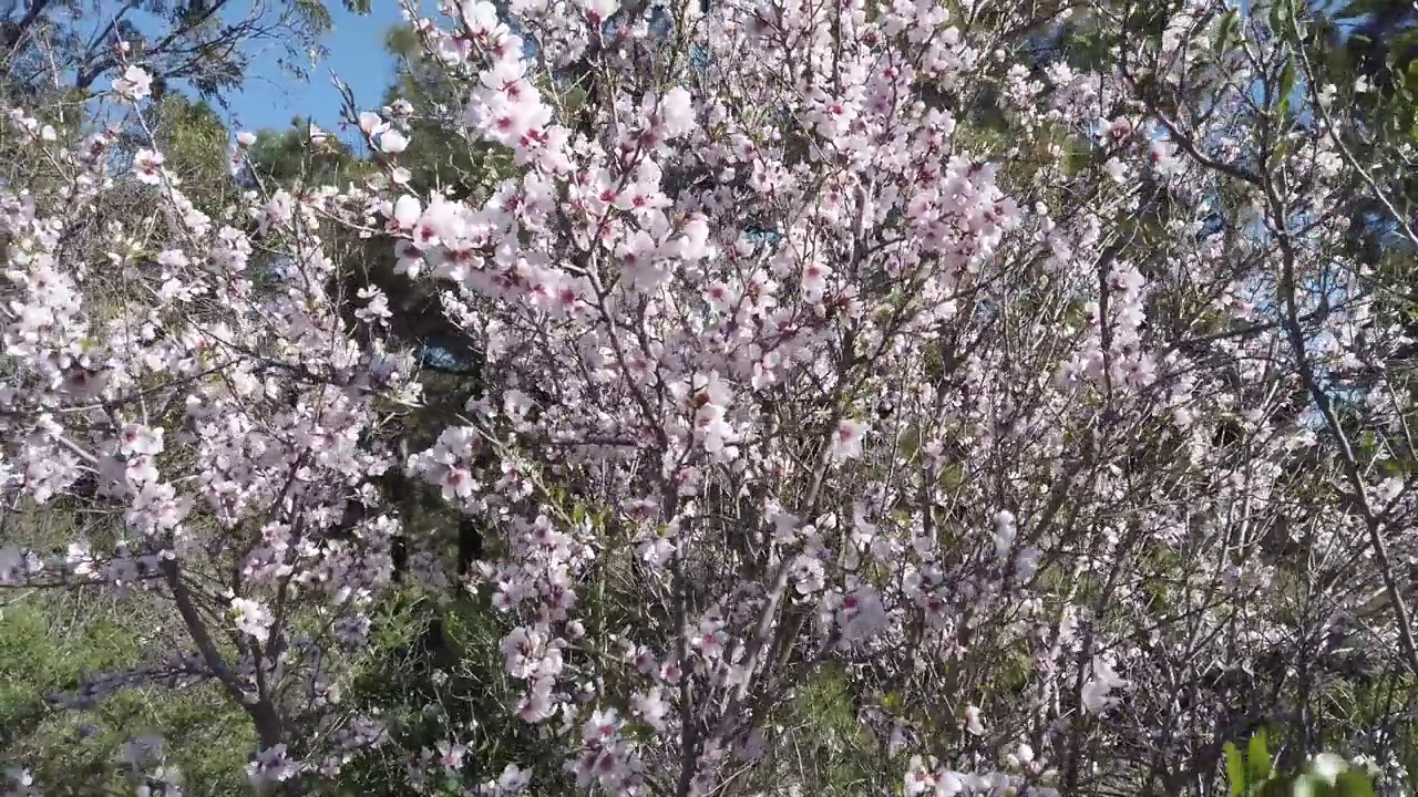 杏仁树开花视频素材