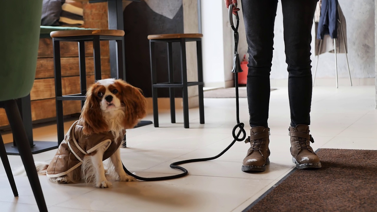 犬种骑士查理王猎犬穿着暖和的衣服执行命令视频素材