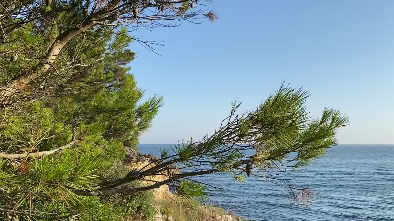 夏天，碧海碧水之上的松树。苍翠的针叶树枝叶映衬着蔚蓝的大海和天空。视频素材