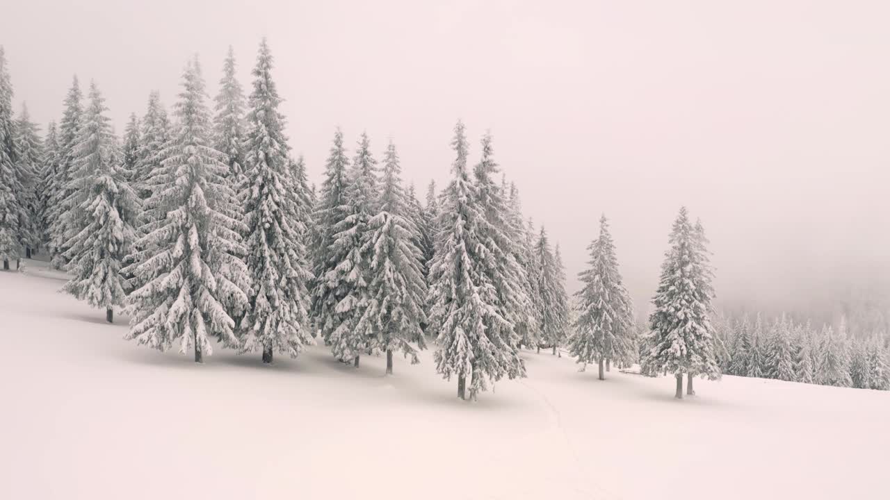 从鸟瞰图上可以看到白雪皑皑的云杉。视频素材