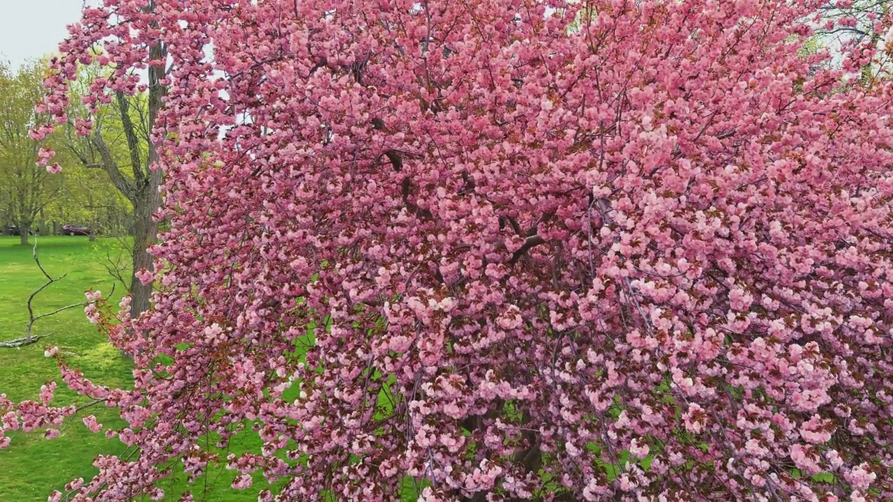 樱花树开着粉红色的花，美丽的风景公园在春天阳光明媚的日子视频素材