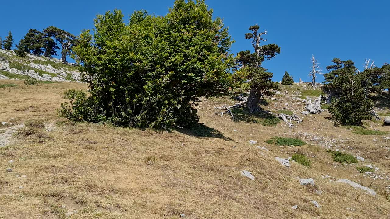 意大利波利诺国家公园的全景，在夏天阳光明媚的日子里，老洛里卡托松树视频下载