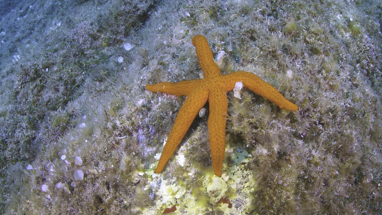 海星视频素材