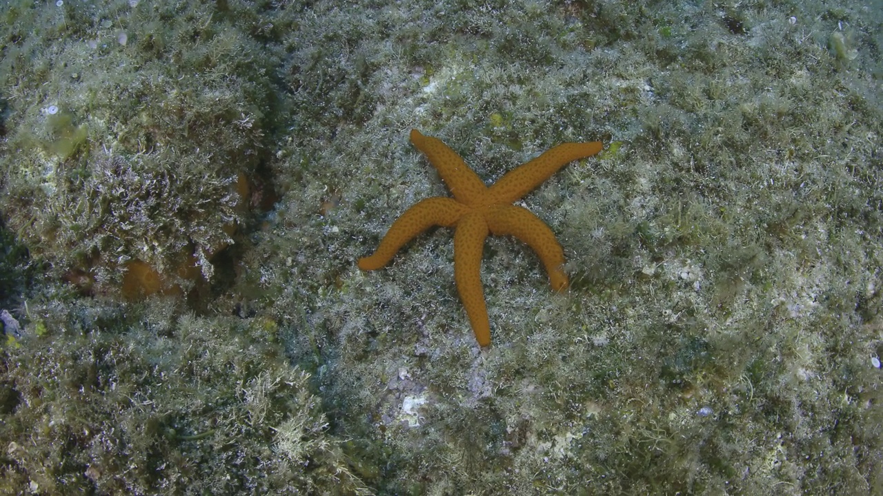 海星视频素材