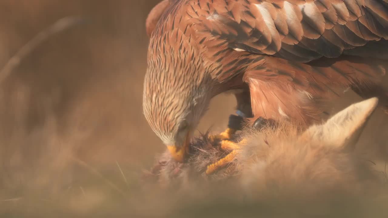 红鸢(Milvus Milvus)以猎物为食。一种罕见的捕食者。低角度拍摄。视频素材