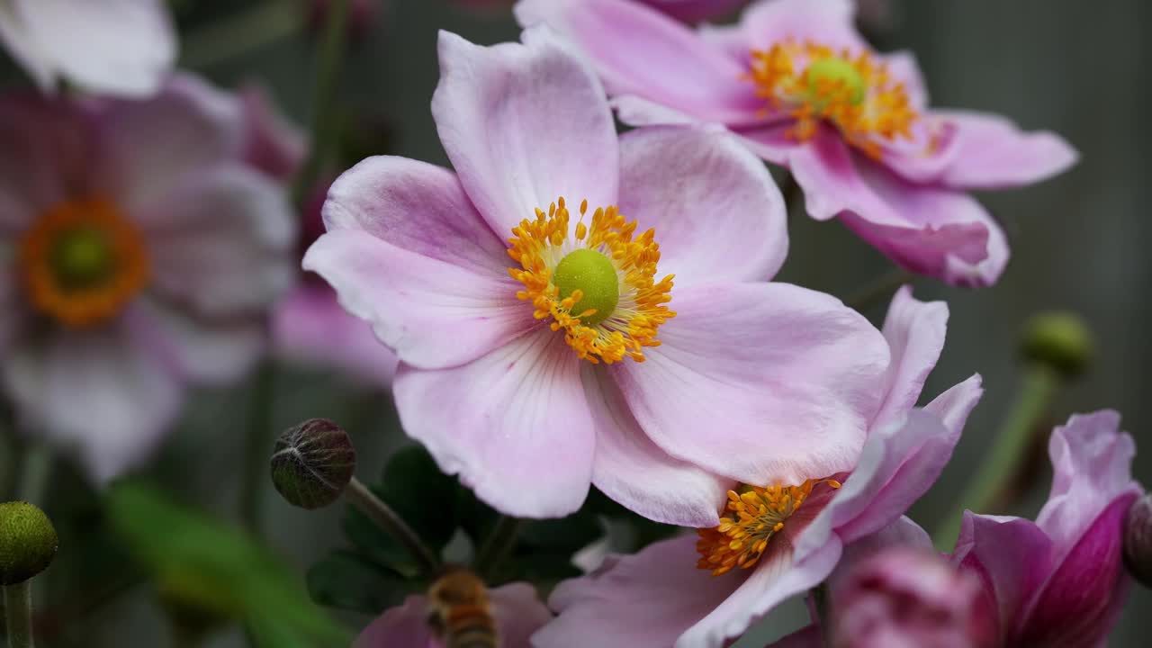 蜜蜂采集日本银莲花花粉。慢动作视频下载