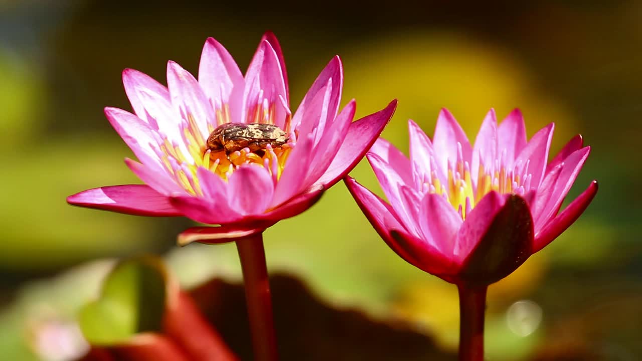 甲虫正在吃粉色莲花的花粉视频素材