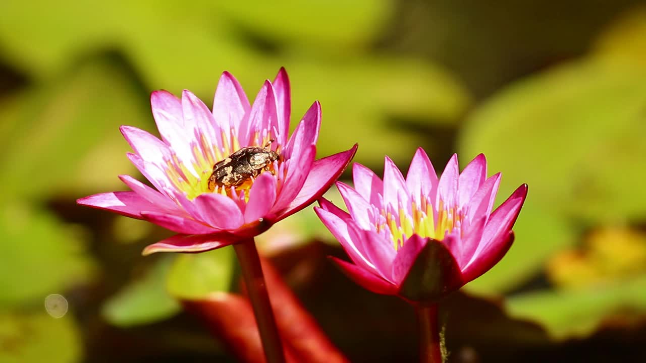 甲虫正在吃粉色莲花的花粉视频素材