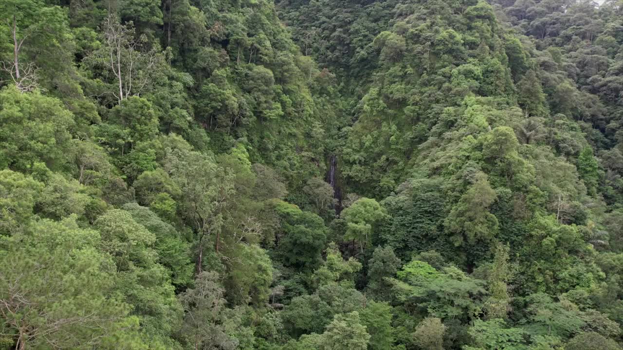 丛林空中视频素材