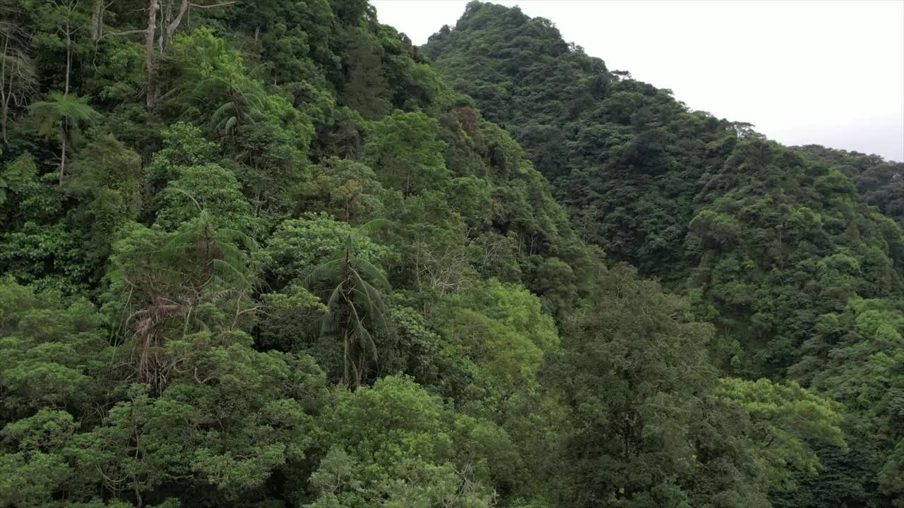 丛林空中视频素材