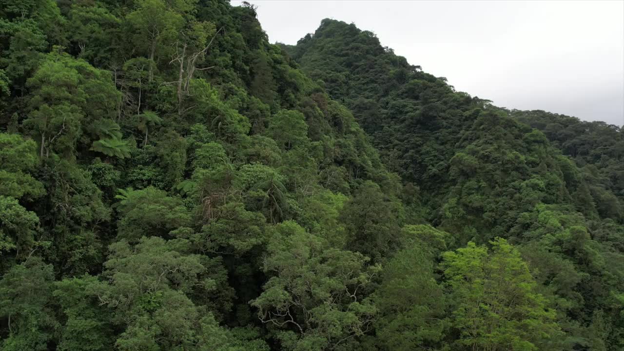 丛林空中视频素材