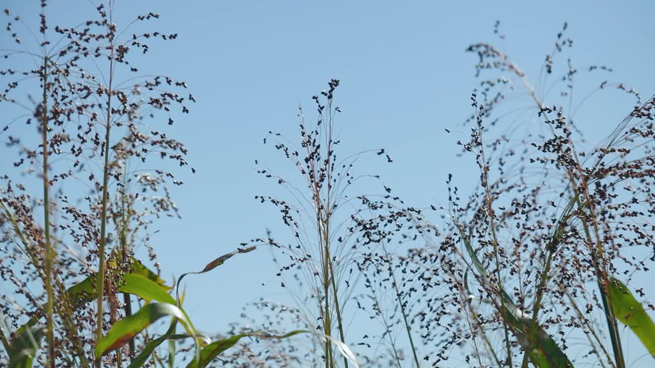 农业上种植粟。粟属植物，俗称糜子或普通小米。正在成熟的粟刷在田野里proso视频素材