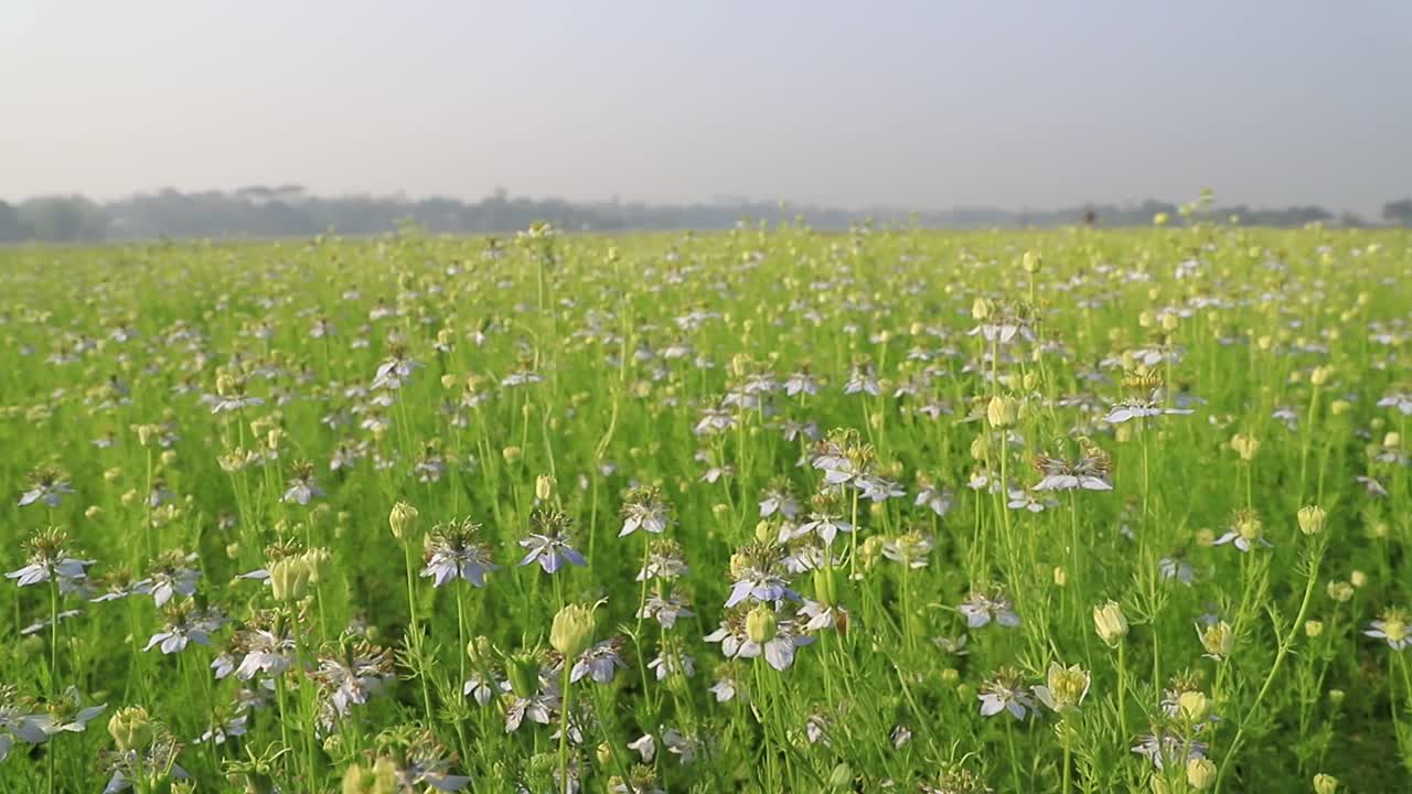 盛开的白色Nigella sativa花在田野的风中摇摆。白色和绿色的花背景景观视图。视频素材