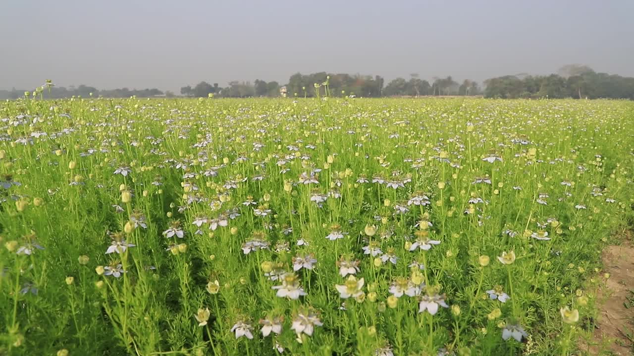 高角度特写镜头盛开的白色Nigella sativa花在风中摇摆在田野。白色和绿色的花背景景观视图。视频素材