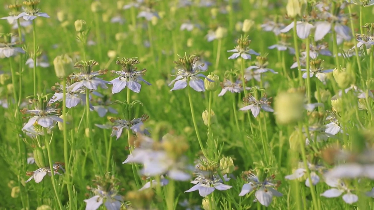 (特写镜头)盛开的白色Nigella sativa花在田野的风中摇曳。白色和绿色的花背景景观视图。视频素材