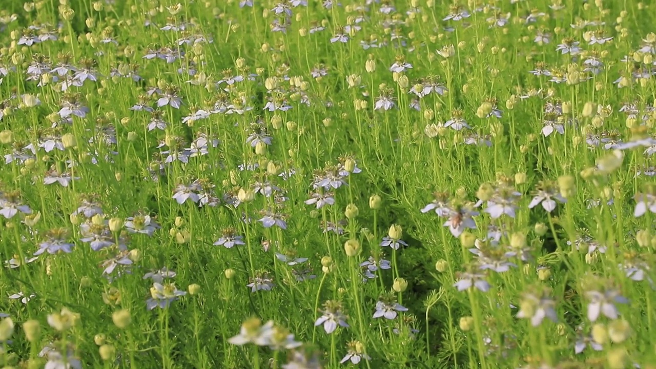 盛开的白色Nigella sativa花在田野的风中摇摆。白色和绿色的花背景景观视图视频素材