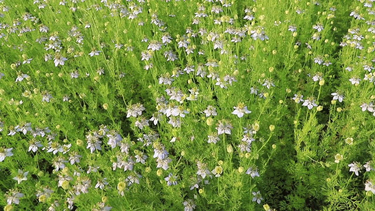 盛开的白色Nigella sativa花在田野的风中摇摆。白色和绿色的花背景景观视图视频素材