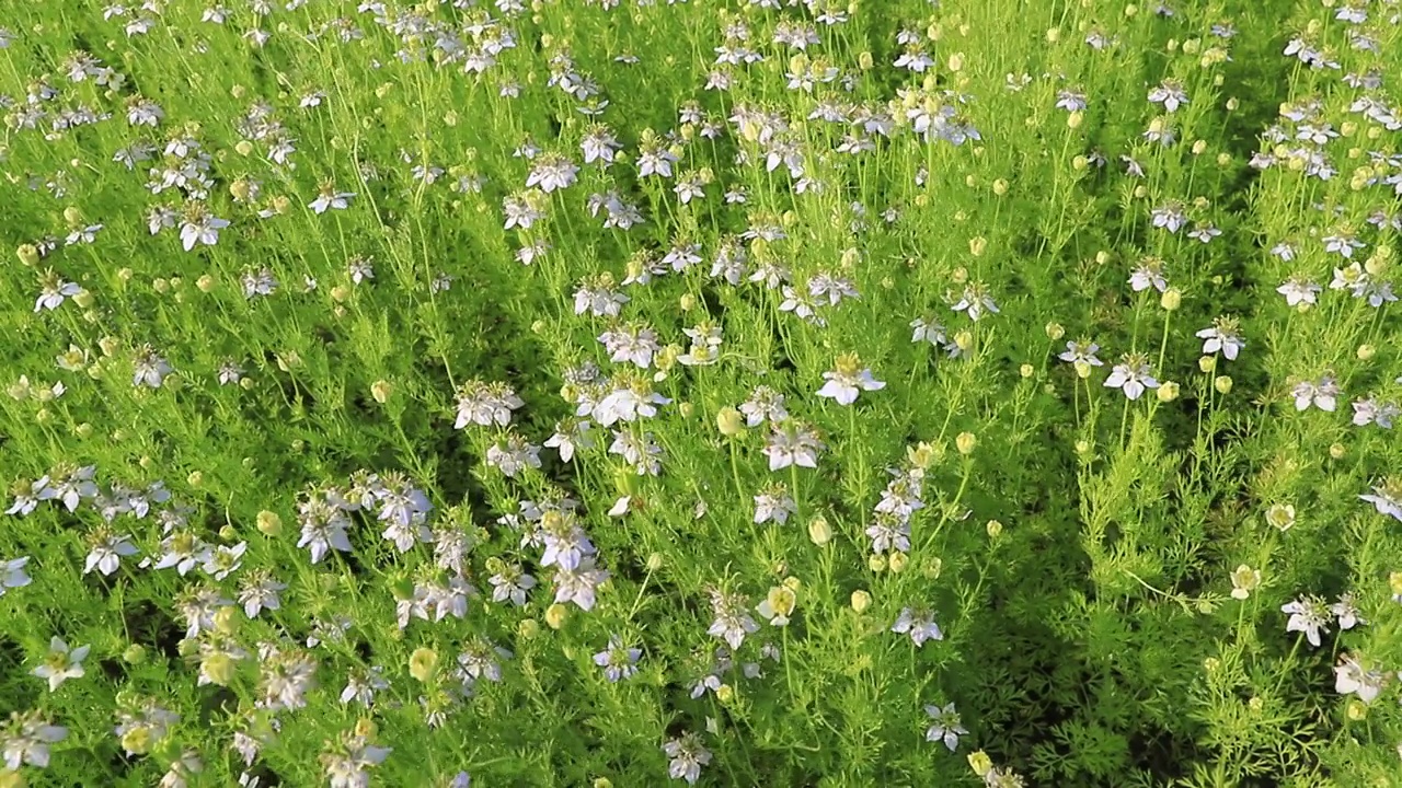 盛开的白色Nigella sativa花在田野的风中摇摆。白色和绿色的花背景景观视图视频素材