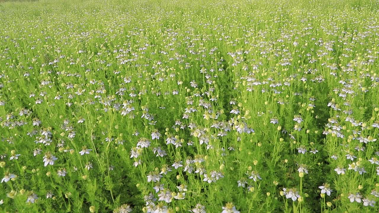 盛开的白色Nigella sativa花在田野的风中摇摆。白色和绿色的花背景景观视图视频素材