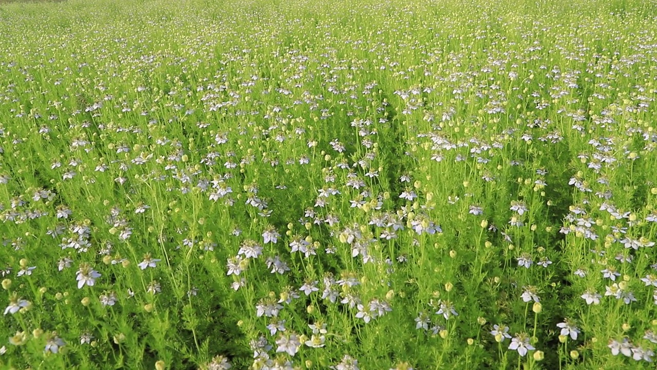 盛开的白色Nigella sativa花在田野的风中摇摆。白色和绿色的花背景景观视图视频素材