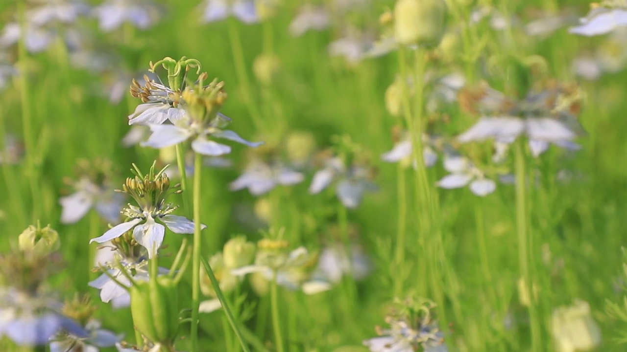 (特写镜头)盛开的白色Nigella sativa花在田野的风中摇曳。白色和绿色的花背景景观视图视频素材