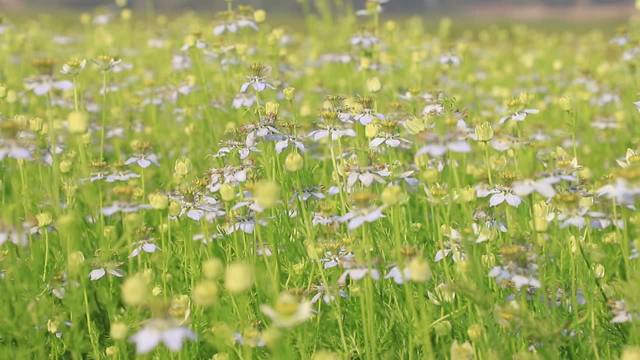 高角度特写镜头盛开的白色Nigella sativa花在风中摇摆在田野。白色和绿色的花背景景观视图。视频素材