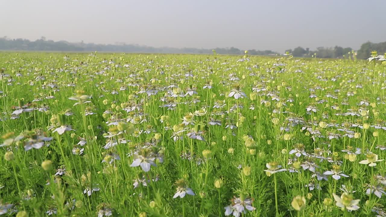 盛开的白色Nigella sativa花在田野的风中摇摆。白色和绿色的花背景景观视图视频素材