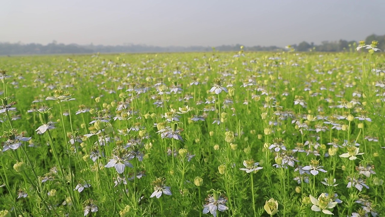 盛开的白色Nigella sativa花在田野的风中摇摆。白色和绿色的花背景景观视图视频素材