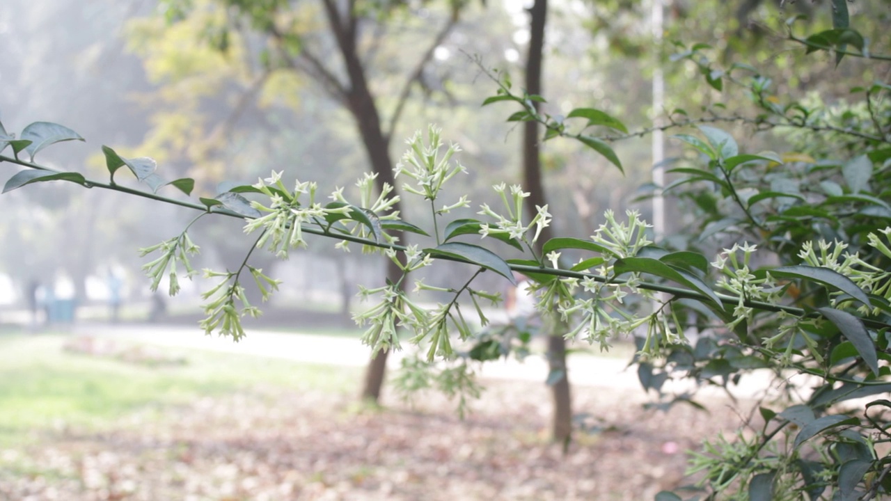 夜来香，茉莉花白花视频下载