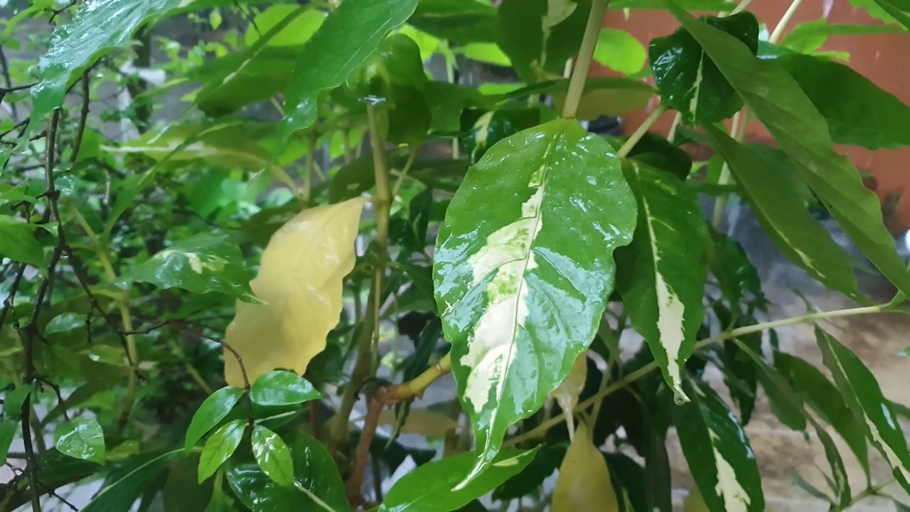 雨滴落在树叶上的特写视频素材