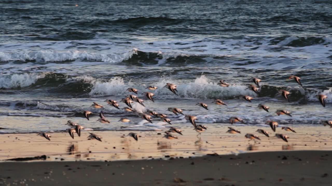 桑德林飞过海岸，降落在海滩上视频素材