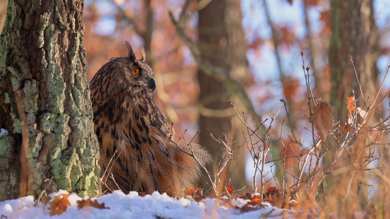 一只美丽的欧亚鹰鸮(Bubo Bubo)坐在冬季森林的雪地上。头部的特写。视频素材