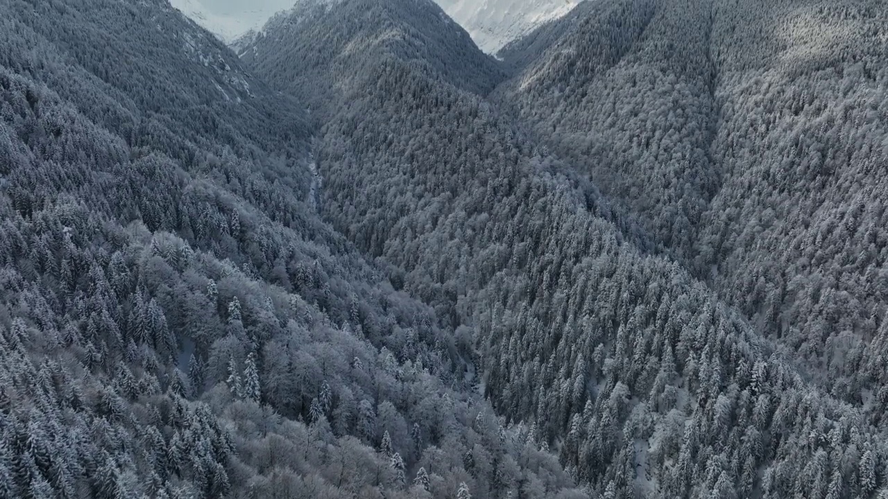 鸟瞰冰冻冷杉林在冬季山峰范围视频素材