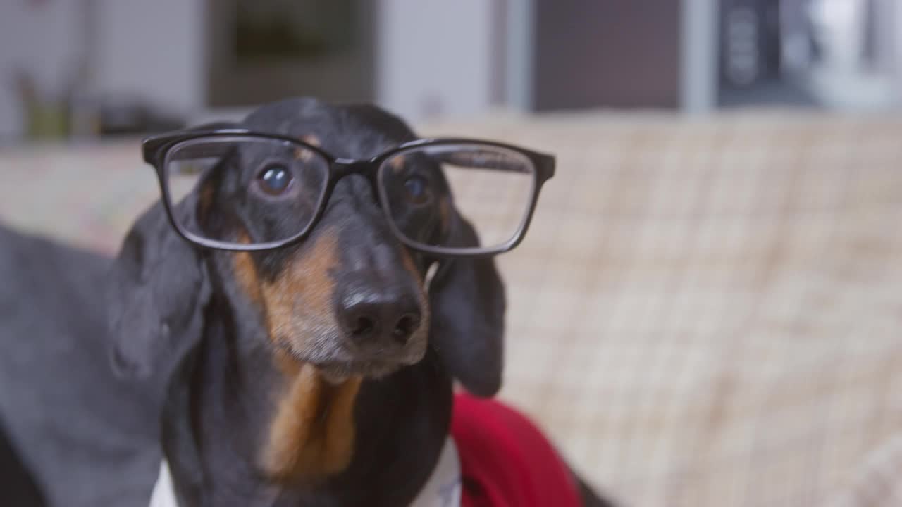 有趣的腊肠犬戴着眼镜仔细地观察着什么，然后大声地愤怒地吠叫着，眼镜掉了下来，跑到什么地方去了，前面的镜头，靠近点视频素材